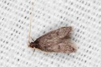 Eurodachtha siculella
