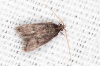 Eurodachtha siculella