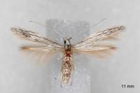 Coleophora obtectella