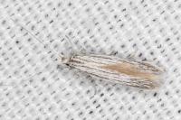 Coleophora obtectella