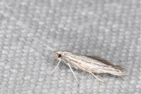 Coleophora obtectella