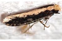 Monopis crocicapitella