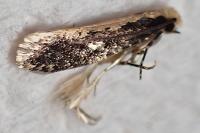 Monopis crocicapitella