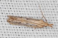 Holcopogon bubulcellus