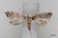 Paraswammerdamia nebulella