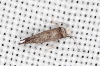 Paraswammerdamia nebulella