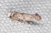 Paraswammerdamia nebulella