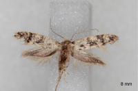 Infurcitinea albicomella