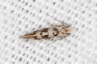 Infurcitinea albicomella