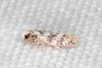 Infurcitinea albicomella