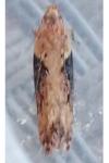 Scrobipalpa costella