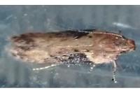 Scrobipalpa costella
