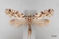 Nemapogon agenjoi