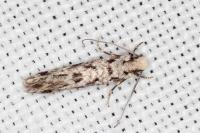 Nemapogon agenjoi