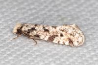 Nemapogon agenjoi