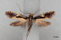 Monopis obviella