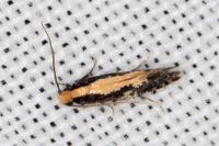Monopis obviella