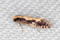 Monopis obviella