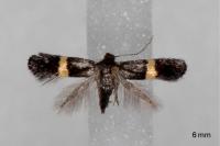 Elachista chrysodesmella