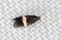 Elachista chrysodesmella