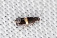 Elachista chrysodesmella
