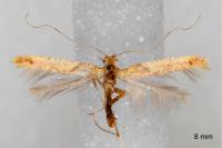 Caloptilia honoratella