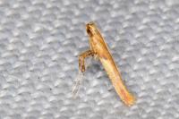 Caloptilia honoratella