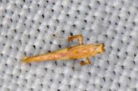 Caloptilia honoratella