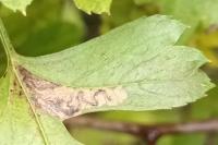 Stigmella perpygmaeella