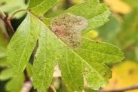 Phyllonorycter corylifoliella