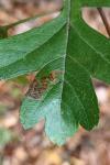 Stigmella oxyacanthella