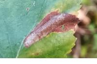 Phyllonorycter ulmifoliella