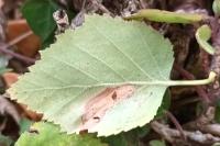Phyllonorycter ulmifoliella
