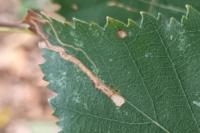 Stigmella confusella