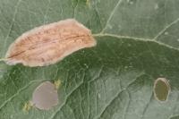 Phyllonorycter