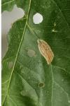 Phyllonorycter
