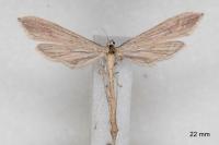 Agdistis bennetii