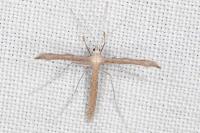 Agdistis bennetii