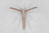 Agdistis bennetii