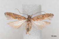 Scrobipalpa salinella