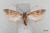 Scrobipalpa salinella