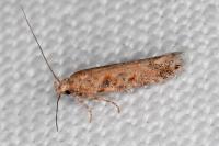 Scrobipalpa salinella