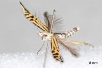 Coleophora millierella