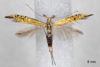 Coleophora millierella