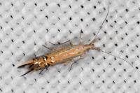 Coleophora millierella