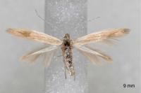 Coleophora glaucicolella