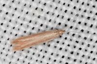 Coleophora glaucicolella