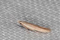 Coleophora glaucicolella