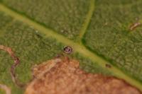 Stigmella basiguttella