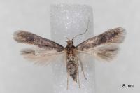 Ivanauskiella occitanica
